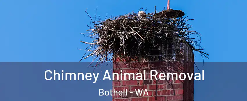  Chimney Animal Removal Bothell - WA
