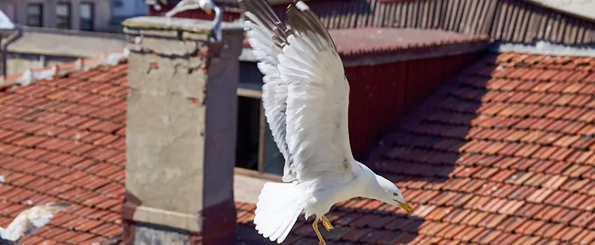 Residential Chimney Animal Removal Solution in Bothell, WA