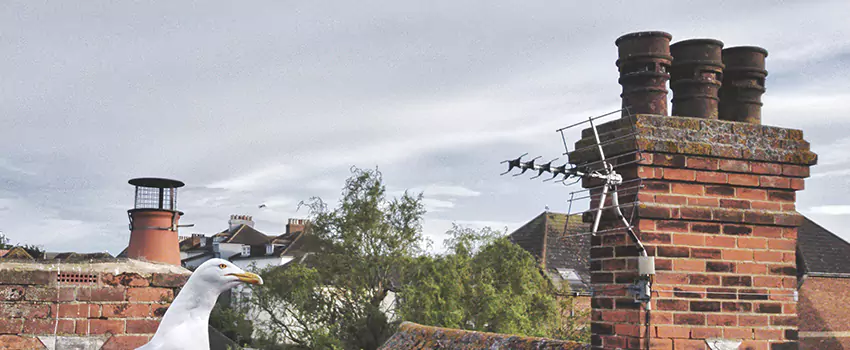 Chimney Cleaning And Restoration in Bothell, Washington